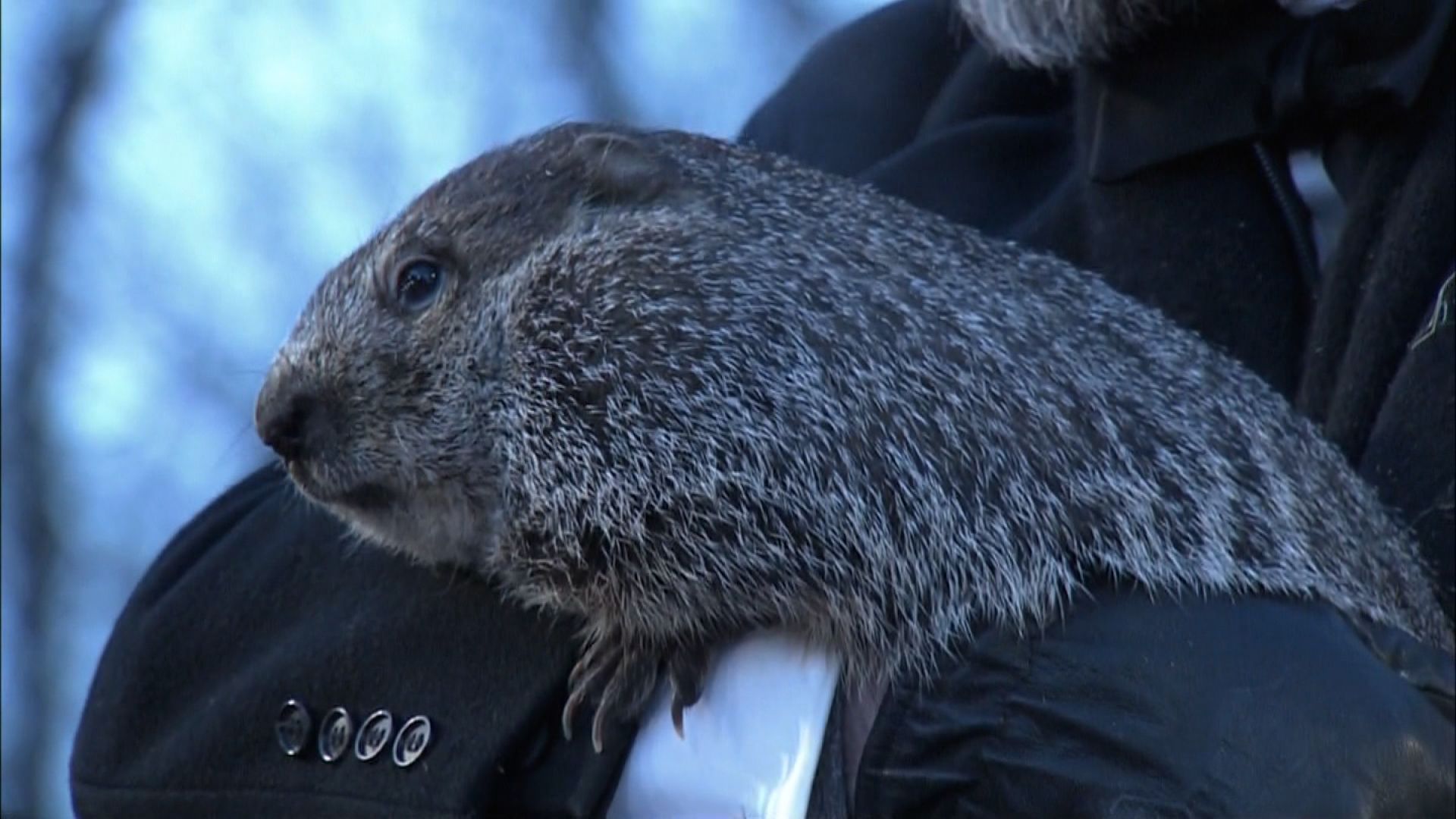 Did The Groundhog See His Shadow 2023 - D Jessica Williams