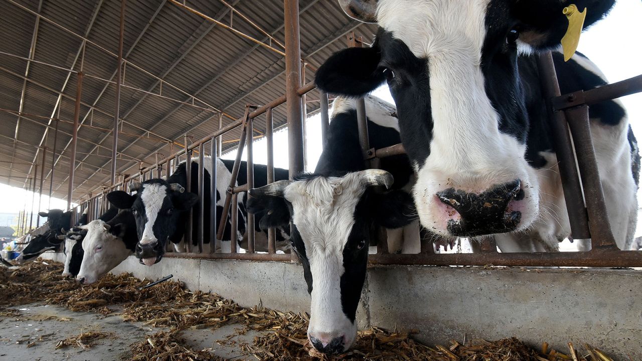 Workers feed cows at a dairy farm in Handan, Hebei province, China, on November 15, 2021.