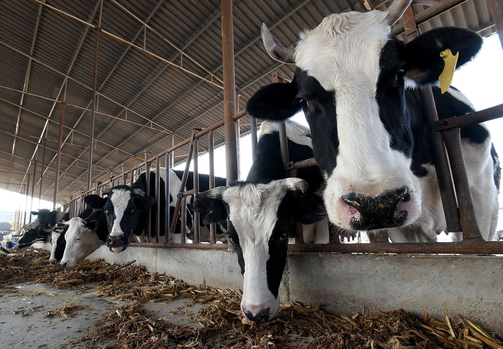 China says it successfully cloned 3 highly productive 'super cows' | CNN  Business
