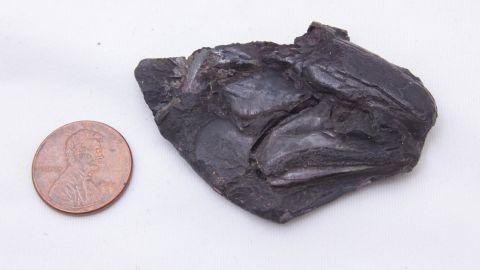 Uma tomografia computadorizada do crânio do peixe fossilizado revelou ter um cérebro bem preservado no interior.