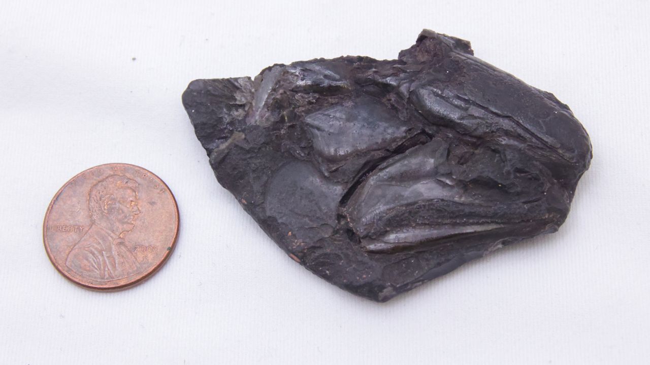 A CT scan of the fish's fossilized skull was found to have a well-preserved brain inside.