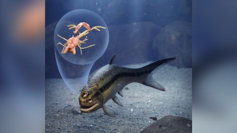 Artist's interpretation of a remarkable 319-million-year-old fish that preserves the earliest fossilized brain of a backboned animal. CT images of the brain are helping to unravel the sequence of neural evolution in one of today's most diverse vertebrate lineages. The fish, Coccocephalus wildi, would have been 6 to 8 inches long and likely fed on small crustaceans and aquatic insects. 