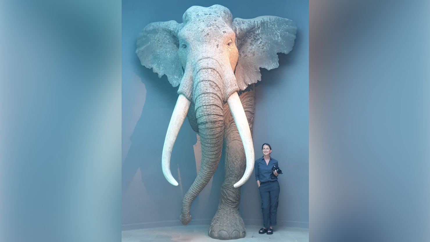 Study author Sabine Gaudzinski-Windheuser, who is 160 centimeters (5 feet 2 inches)  tall, stands next to a life-sized reconstruction of an adult male straight-tusked elephant in the Landesmuseum für Vorgeschichte, Halle, Germany.

