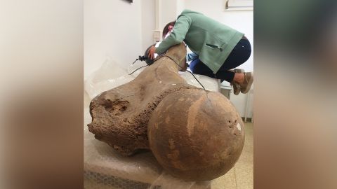 Study author Sabine Gaudzinski-Windheuser examines the femur of a large adult male elephant for the presence of lacerations.