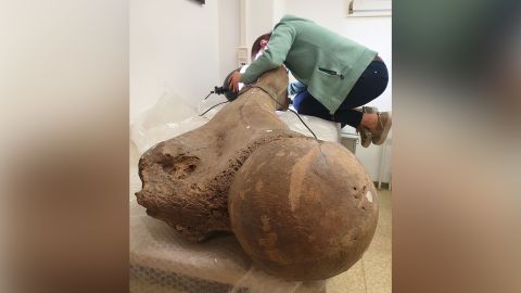 Study writer Sabine Gaudzinski-Windheuser examining the femur of a ample big antheral elephant for the beingness of chopped marks.