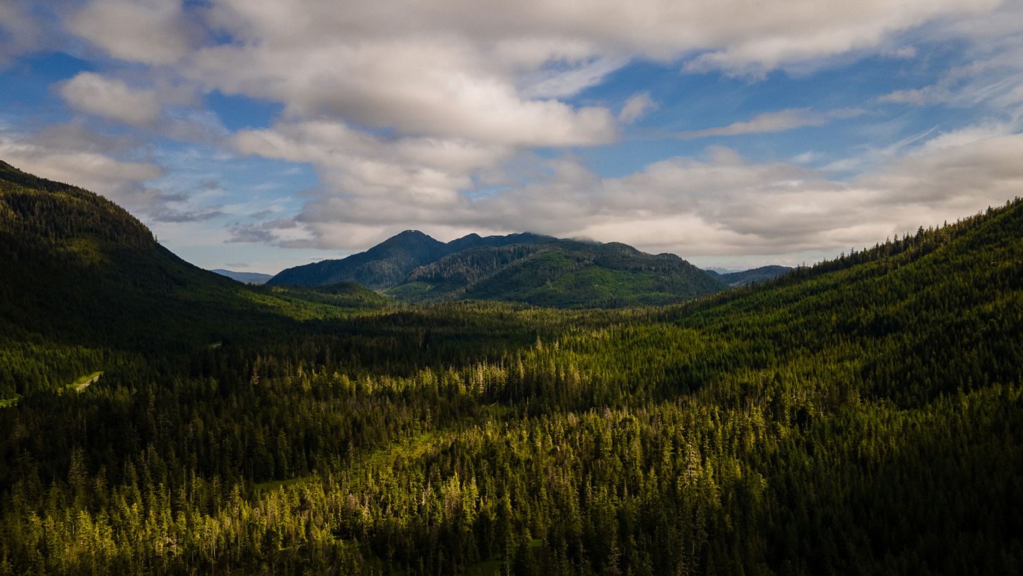 The Tongass National Forest on Prince of Wales Island, Alaska, on July 2, 2021.