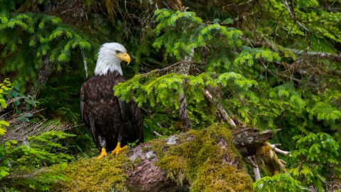 A bald eagle sits on a moss-covered tree in the forest along the shoreline of Takatz Bay on Baranof Island, Tongass National Forest, Alaska.