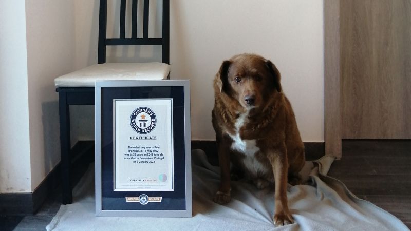 Guinness World Records names world’s oldest dog to ever live | CNN
