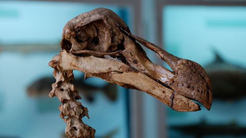 Researchers want to use ancient DNA to bring back the dodo.