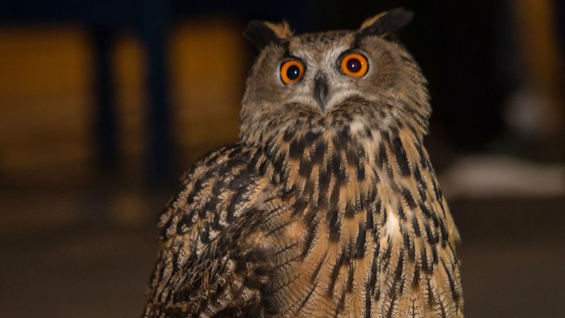 Eurasian eagle-owl escapes Central Park Zoo enclosure after exhibit vandalized | CNN
