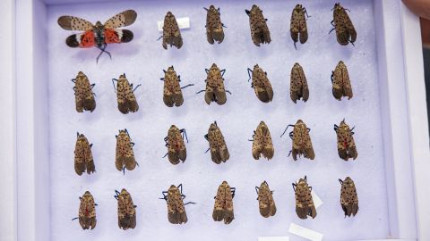 Wilson's collection of spotted lanternflies will be preserved at Yale's Peabody Museum.