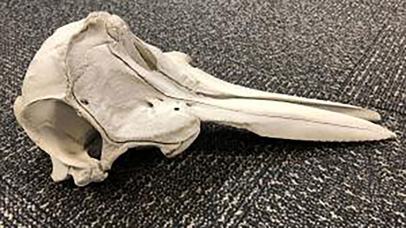 US authorities found young dolphin’s skull inside unattended bag at a Detroit airport | CNN