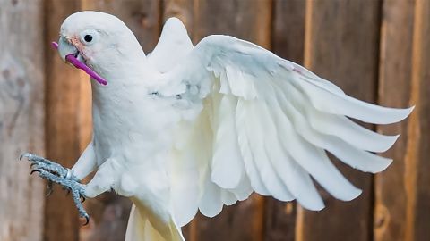 One of Goffin's cockatoos flies while carrying tools in its mouth.