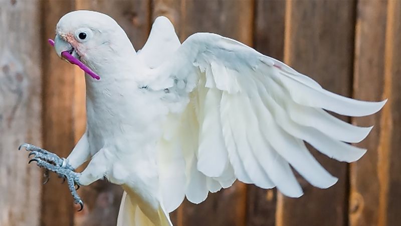 Cockatoos can not only use tools, they can carry whole toolkits to trickier jobs, study shows | CNN