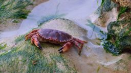 Edible crab (Cancer pagurus) on sand covered with algi during low tide.
