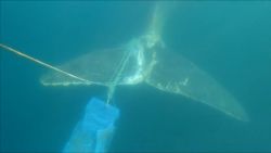 VIDEO THUMBNAIL whale entangled argo
