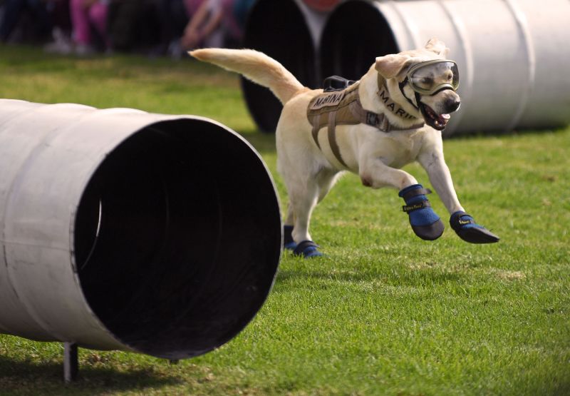 Mexico Sends Its Beloved Search And Rescue Dogs To Turkey CNN   230207145839 Frida Rescue Dog 