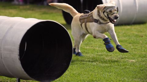 Mexican search and rescue dog Frida performs at the headquarters of the Mexican Navy in Mexico City on October 14, 2017. 