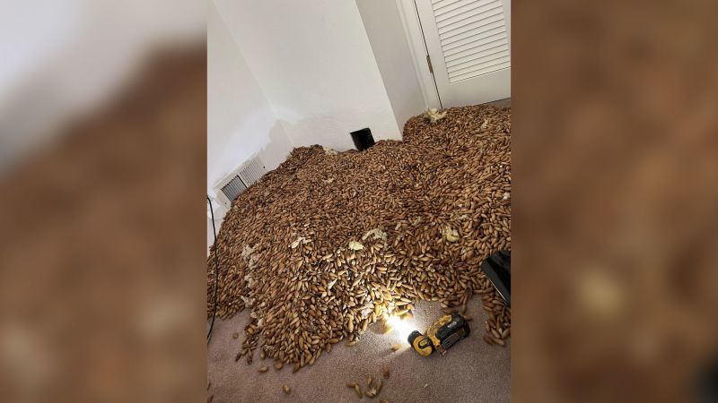 NextImg:700 pounds of acorns found stuffed by woodpeckers inside walls of California home | CNN