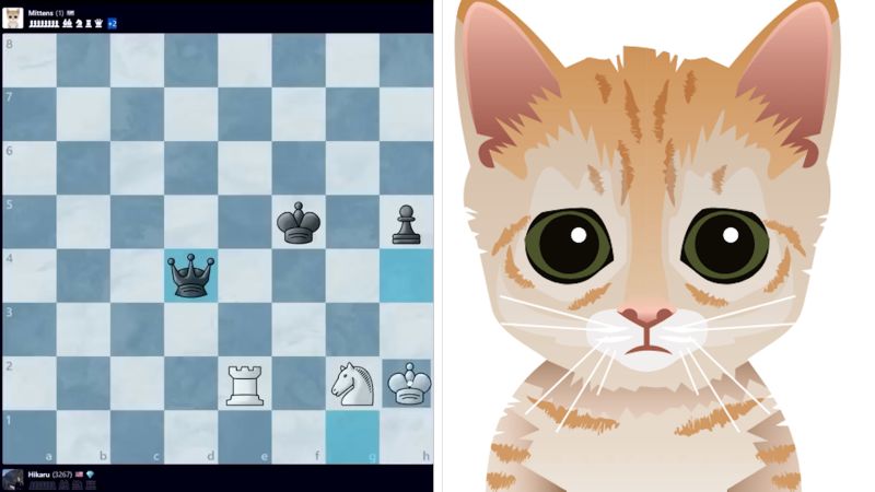 black cat zoned out when chess rules explained｜TikTok Search