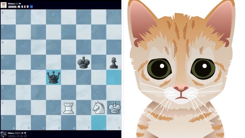 Meet the innocent looking cat that upended the chess world | CNN Business