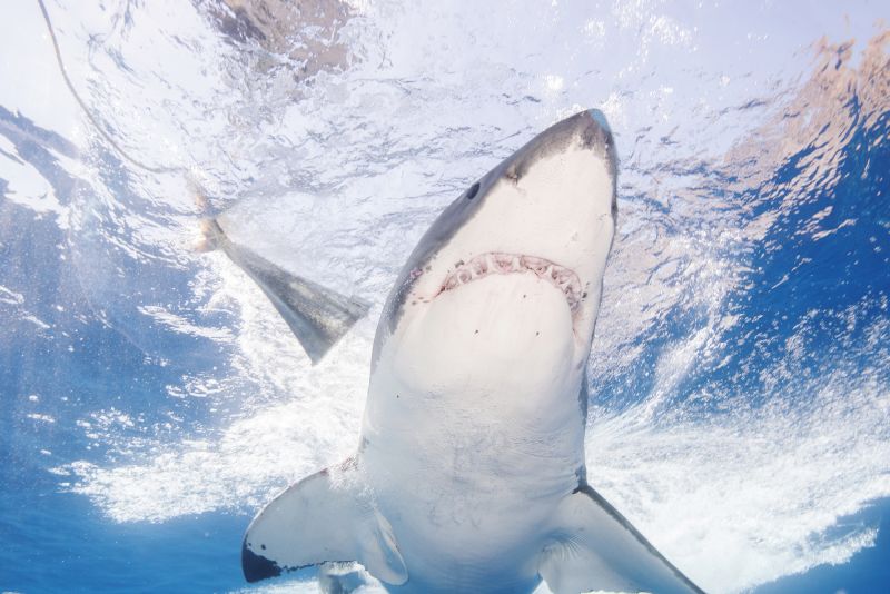 Mexico bans 'shark tourism' at great white hotspot | CNN