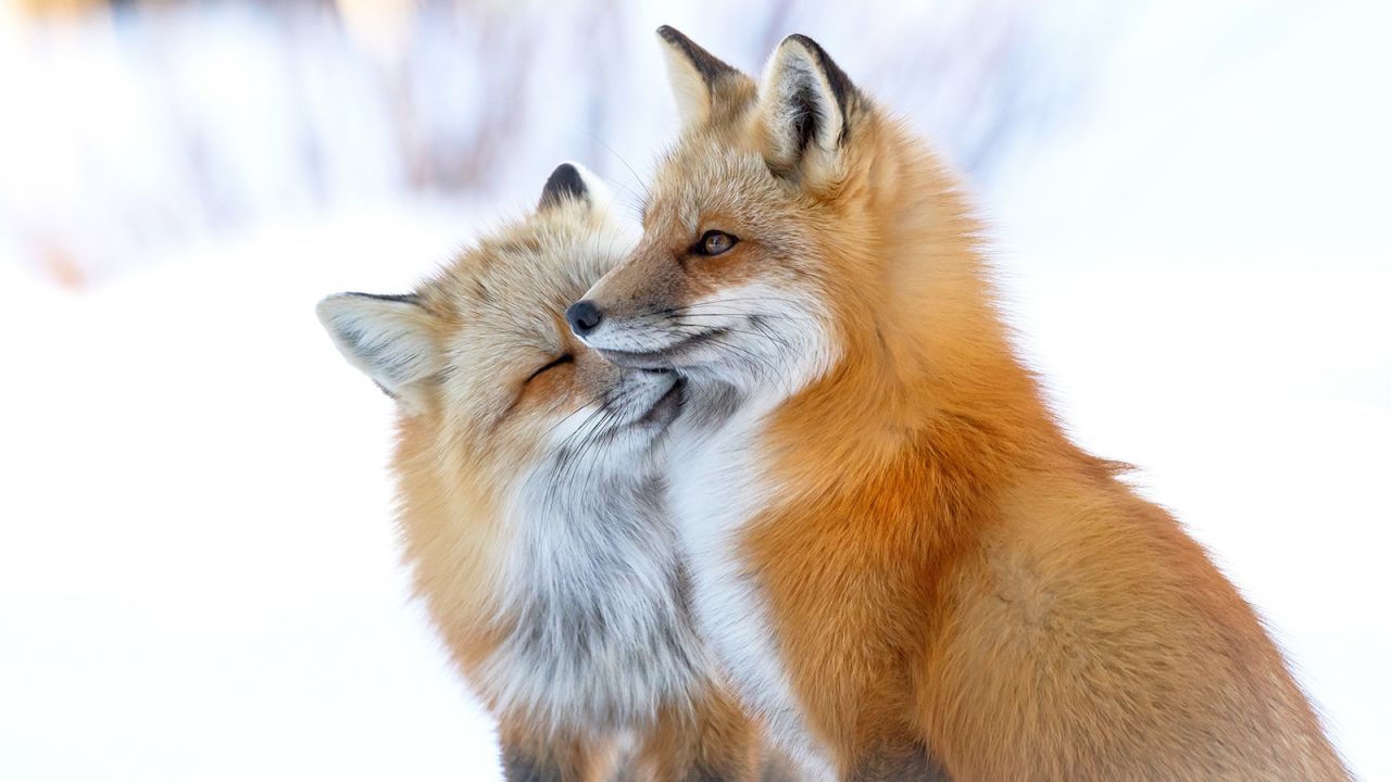 <strong>Highly commended:</strong> "Fox affection" by Brittany Crossman of Canada captures a friendly moment on Prince Edward Island.