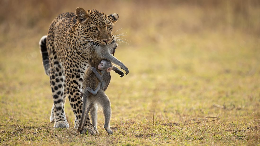 <strong>Highly commended:</strong> In "Holding on" by Igor Altuna from Spain, a baby monkey clings to its dead parent as it is carried off by a leopard in Zambia's South Luangwa National Park.