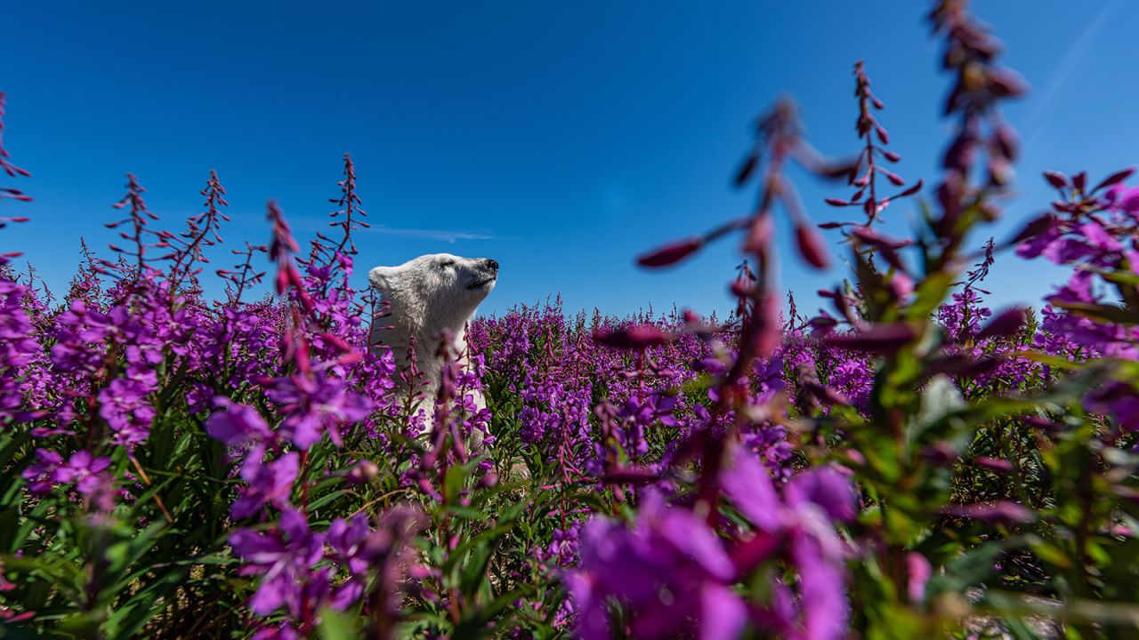 <strong>Highly commended:</strong> "Among the flowers" by Martin Gregus captures a polar bear cub playing in a mass of fireweed on the coast of Hudson Bay, Canada. 