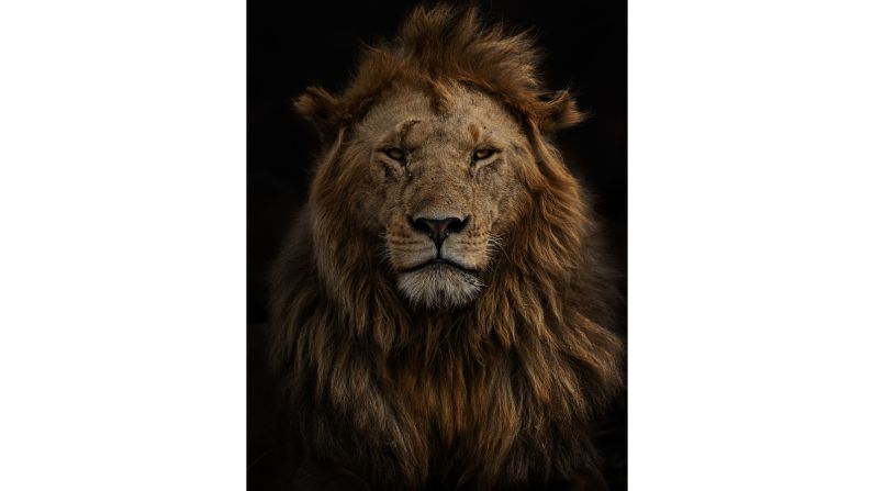 <strong>Highly commended:</strong> "Portrait of Olobor" by Spain's Marina Cano is a striking image of one of five male lions in the Black Rock pride in Kenya's Maasai Mara Nature Reserve.