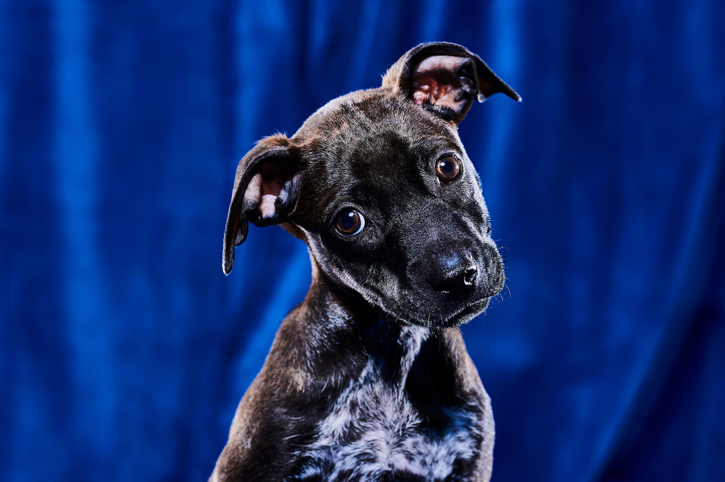 Meet the 'ruff'-aree of Puppy Bowl 14 (and 9 adorable puppies!)