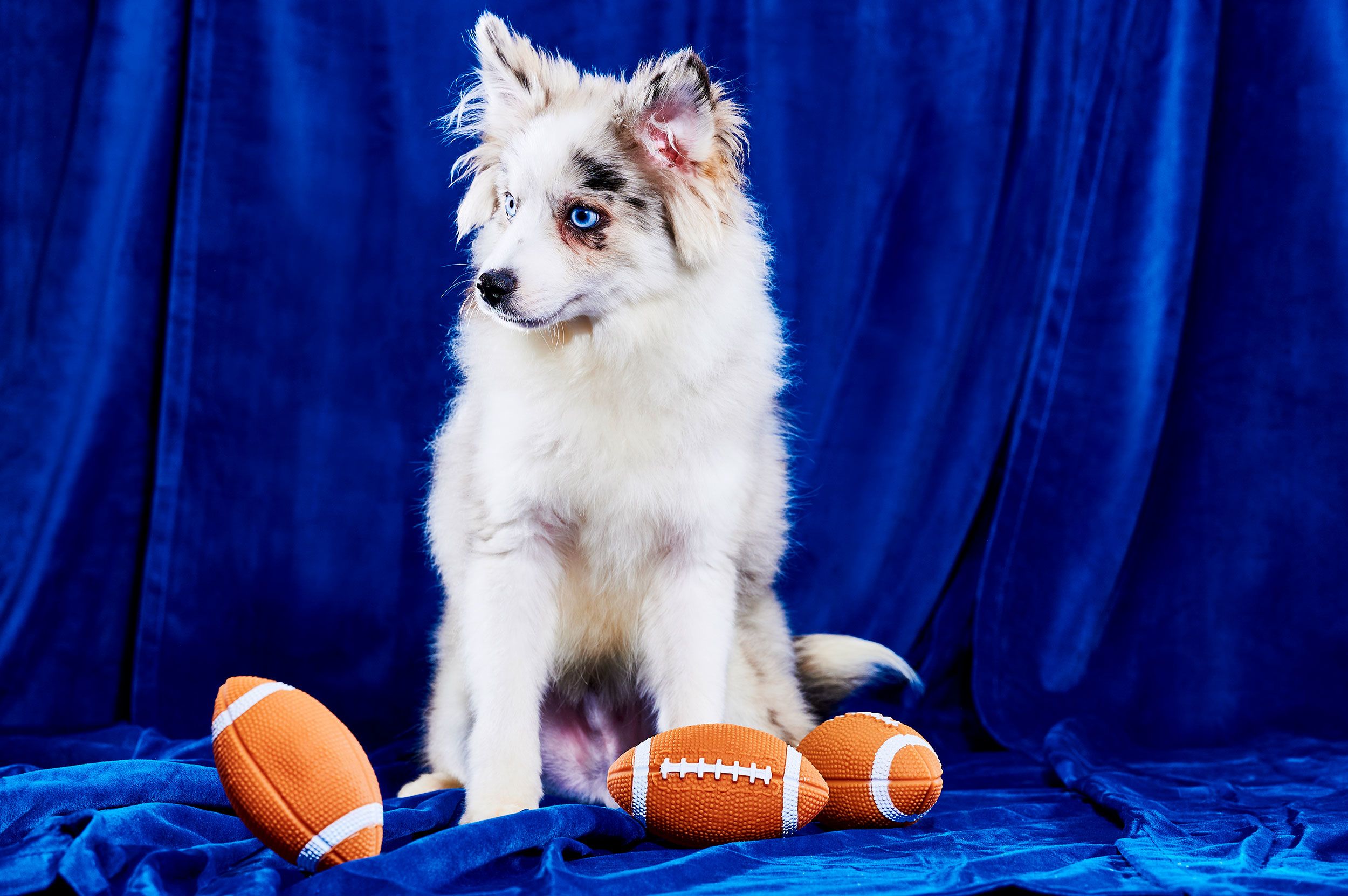 LIVE: Adorabowl! Adoptable Athletes Play in Puppy Bowl - KVRR Local News