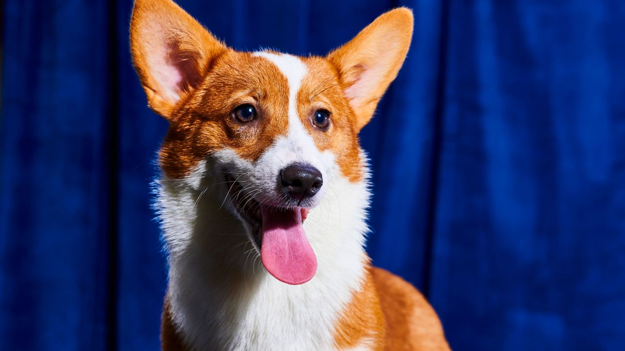 The competition helps highlight rescue organizations across the United States and the Caribbean and connect adoptable pets with potential adopters.