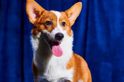 Majesty, a purebred corgi, is one of six puppies from Florida Little Dog Rescue playing in Puppy Bowl XIX.
