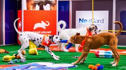 10/7/22 Glens Falls, NY Photographer: Jeremy Freeman                    Unit Photography from Puppy Bowl airing on Animal Planet and Discovery +