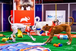 Over 100 rescue dogs facd off in the adorable competition.