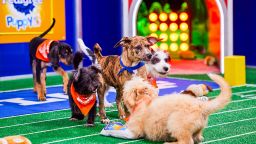 More than 100 adorable -- and adoptable -- canine athletes will complete in this year's Puppy Bowl.