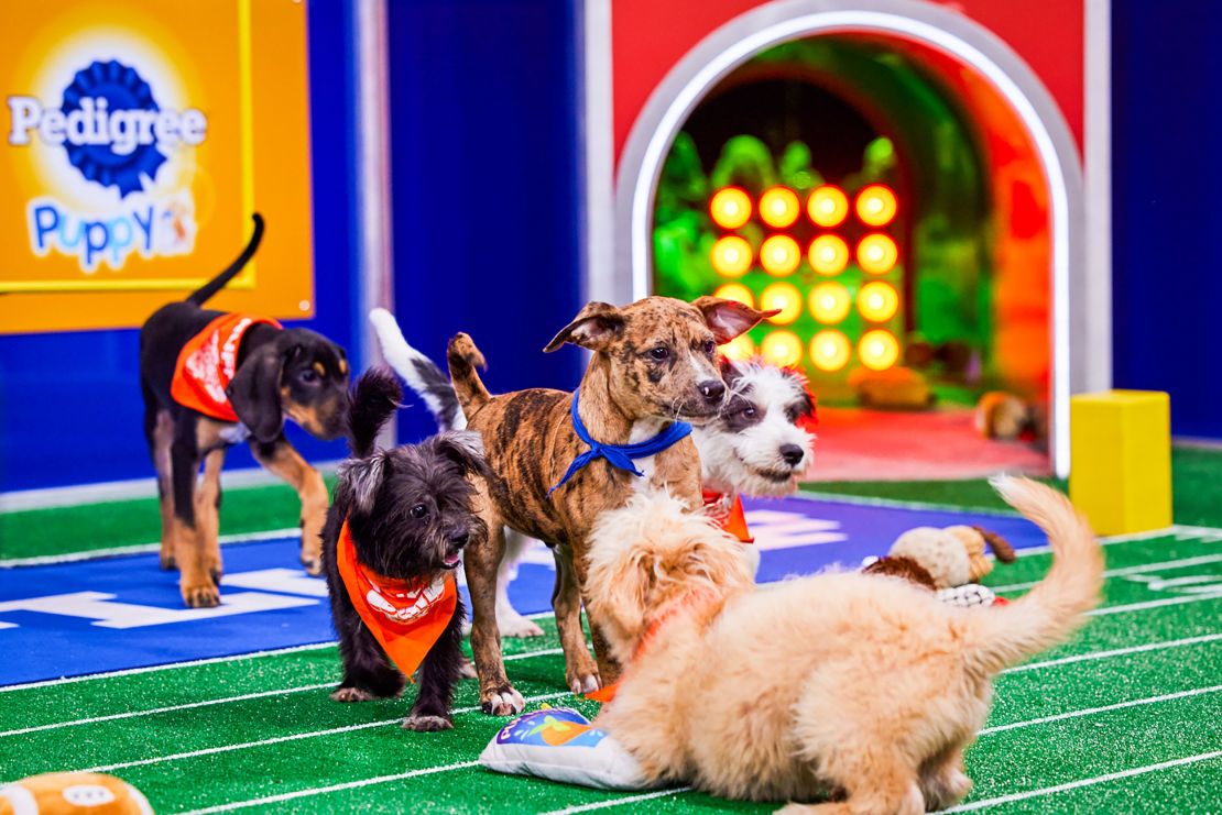 Not limited to just dogs, Puppy Bowl also features a "Kitty Halftime Show" and has included penguin cheerleaders and hamsters flying in a blimp over the stadium.