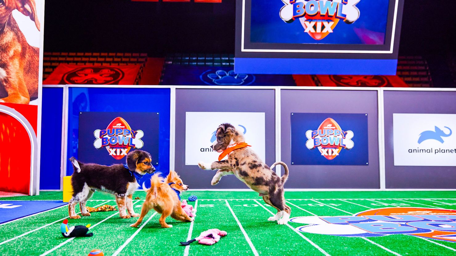 Animal Planet says every puppy and kitten ever featured on prior Puppy Bowls has found a home since the first show in 2005.
