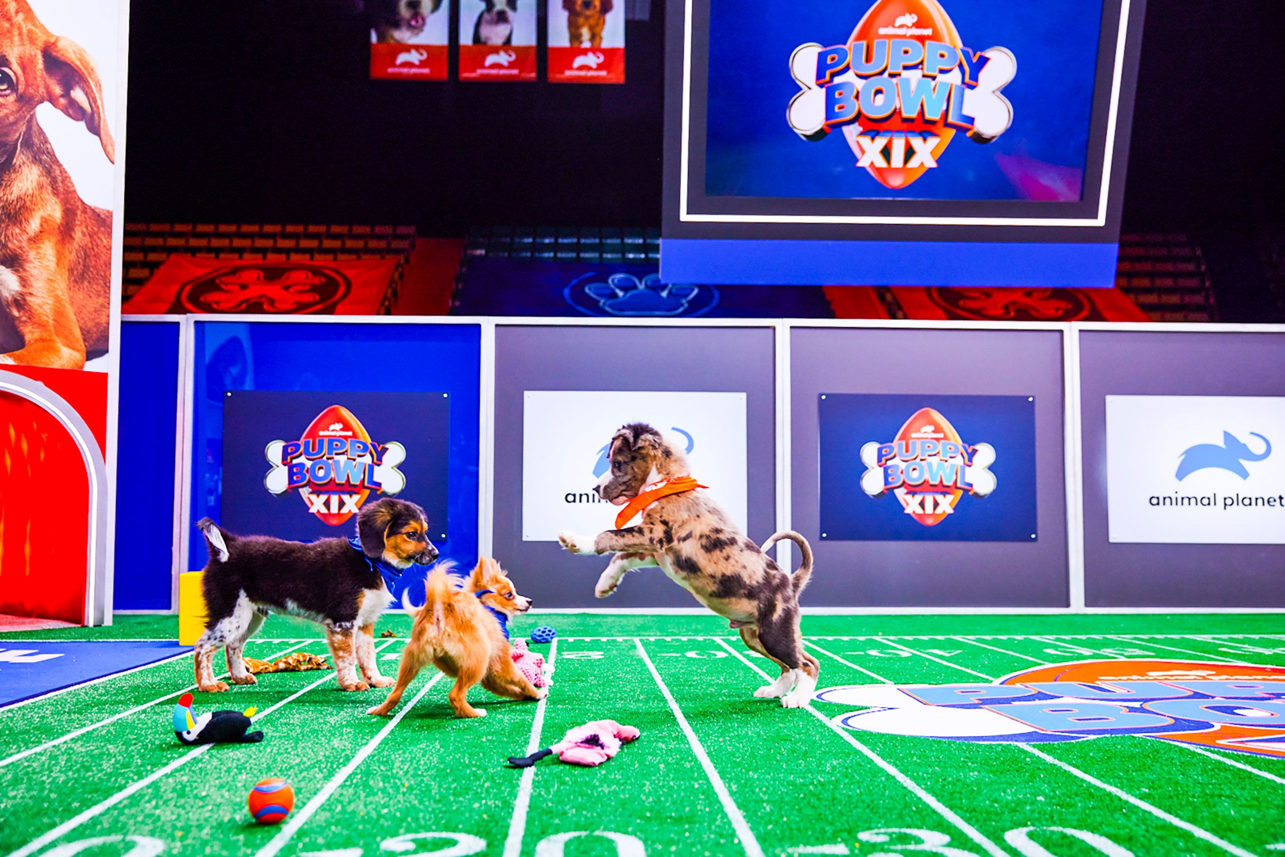 Puppy Bowl 2023 date, start time, TV channel & how to stream the canine  competition