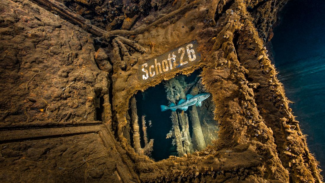 <strong>Marine life: </strong>This photograph shows a cod swimming past the wreck of SMS Undine, a German cruiser that became a naval ship during the First World War.