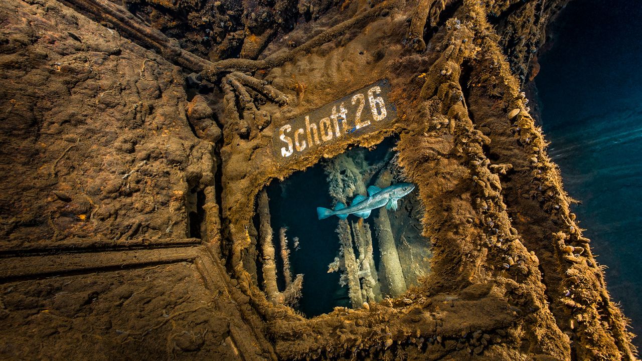 <strong>Marine life: </strong>This photograph shows a cod swimming past the wreck of SMS Undine, a German cruiser that became a naval ship during the First World War.” class=”image_gallery-image__dam-img image_gallery-image__dam-img–loading” onload=”this.classList.remove(‘image_gallery-image__dam-img–loading’)” height=”900″ width=”1600″></picture> </div>
<div class=