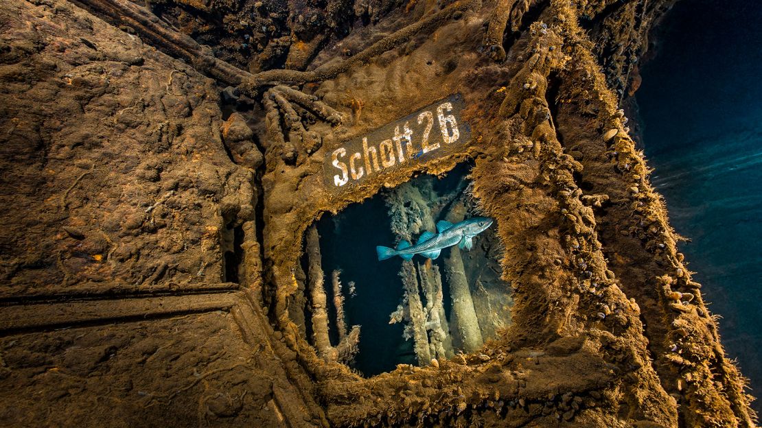 Dahm took this photograph of a cod swimming past SS Undine, a 19th century German cruiser that became a war vessel during the First World War. The ship sank in the southern Baltic in 1915.