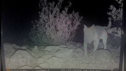 Dog living with coyotes 01