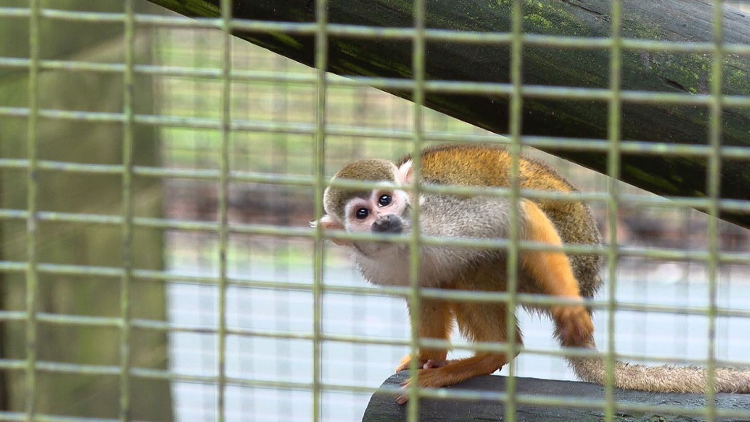 A man was arrested in the theft of 12 squirrel monkeys from a zoo in Broussard, Louisiana.