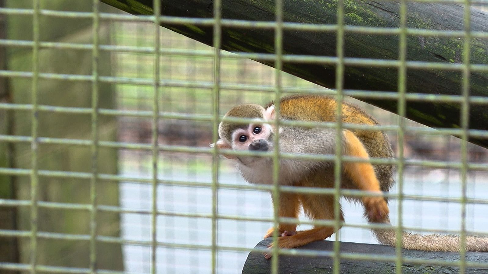 2 Monkeys Are Apparently Taken From Dallas Zoo in Latest Bizarre