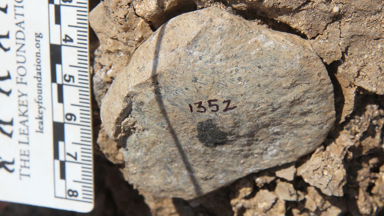Flakes of stone like this could cut through animal skin.