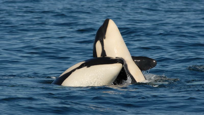 Orca mothers forgo having more offspring to look after full-grown sons