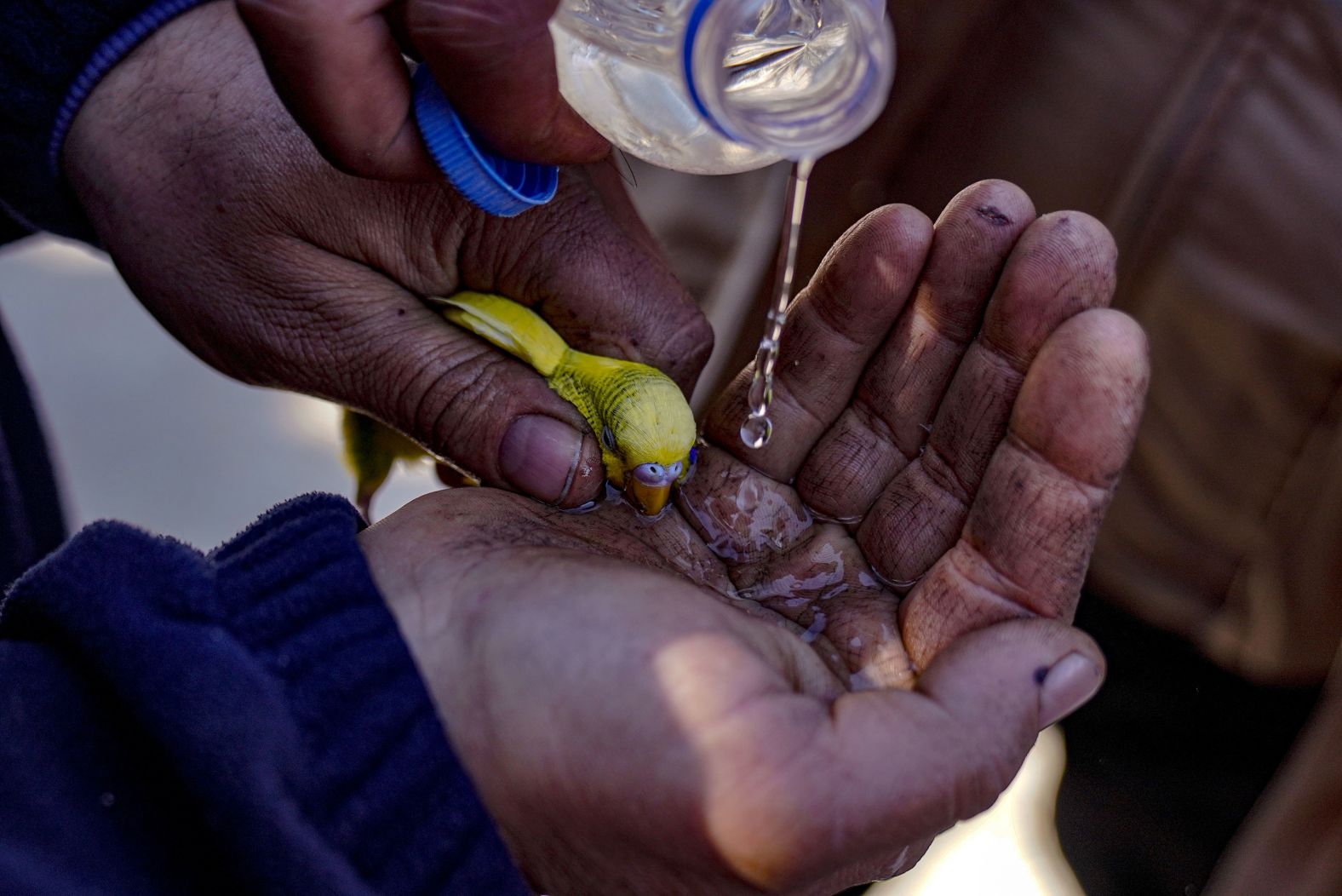 A bird pulled from the rubble in Hatay is given water on February 9.