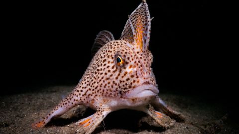 There are fewer than 3,000 spotted handfish remaining in the wild.